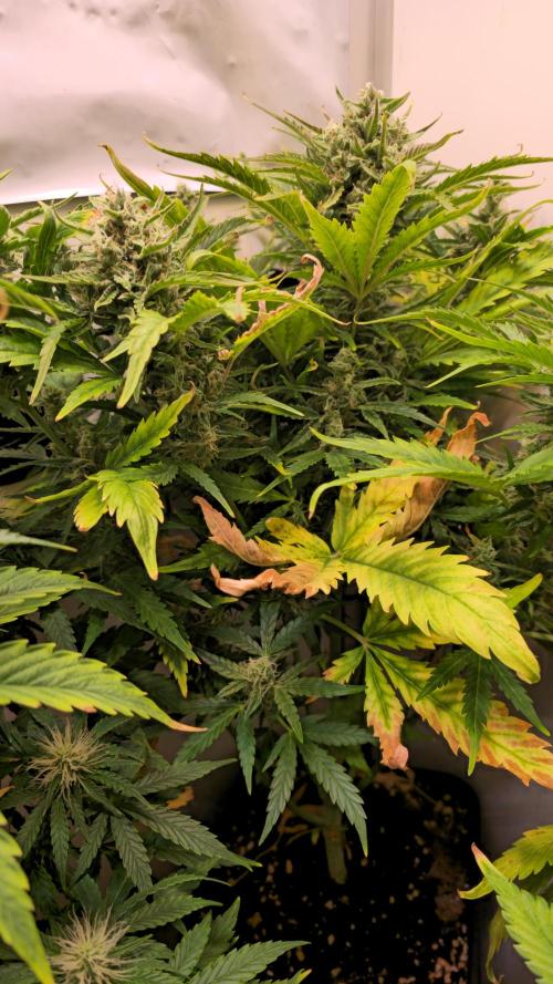 AutoflowerWorldCupBeingThereIsEverything. Week 8