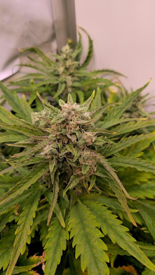 AutoflowerWorldCupBeingThereIsEverything. Week 8