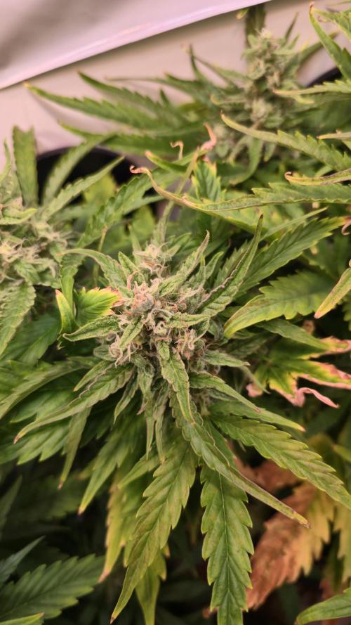 AutoflowerWorldCupBeingThereIsEverything. Week 8