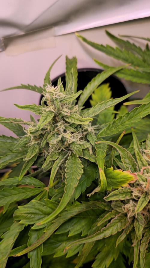 AutoflowerWorldCupBeingThereIsEverything. Week 8