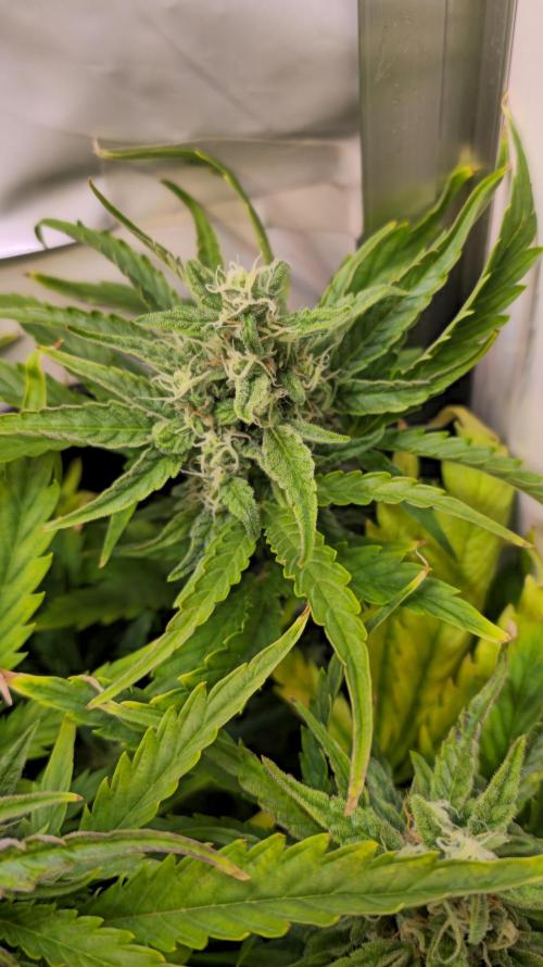 AutoflowerWorldCupBeingThereIsEverything. Week 8