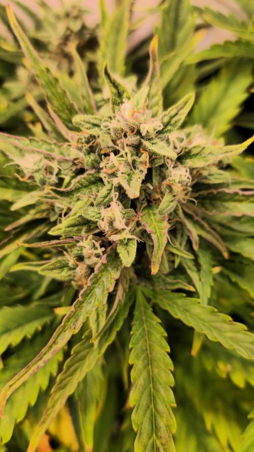 AutoflowerWorldCupBeingThereIsEverything. Week 8