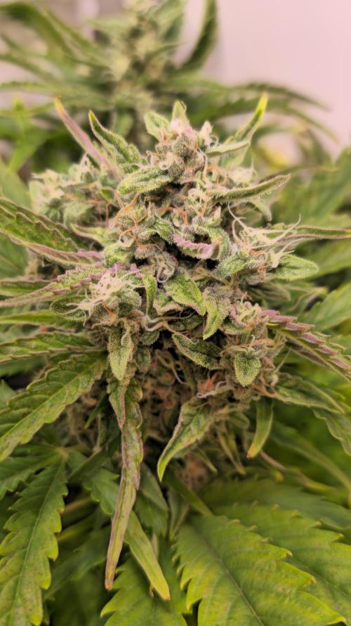 AutoflowerWorldCupBeingThereIsEverything. Week 8