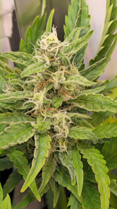 AutoflowerWorldCupBeingThereIsEverything. Week 8