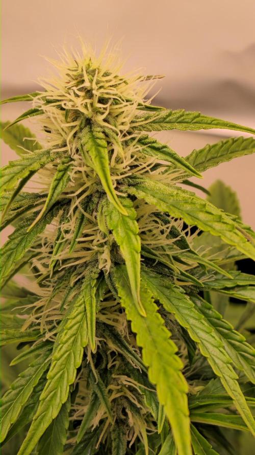 AutoflowerWorldCupBeingThereIsEverything. Week 8