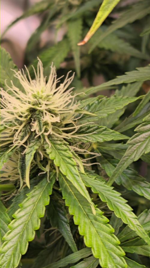 AutoflowerWorldCupBeingThereIsEverything. Week 8