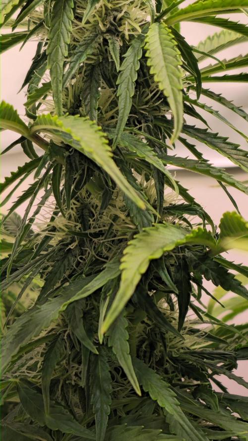 AutoflowerWorldCupBeingThereIsEverything. Week 8