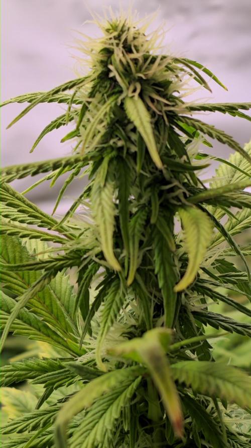 AutoflowerWorldCupBeingThereIsEverything. Week 8