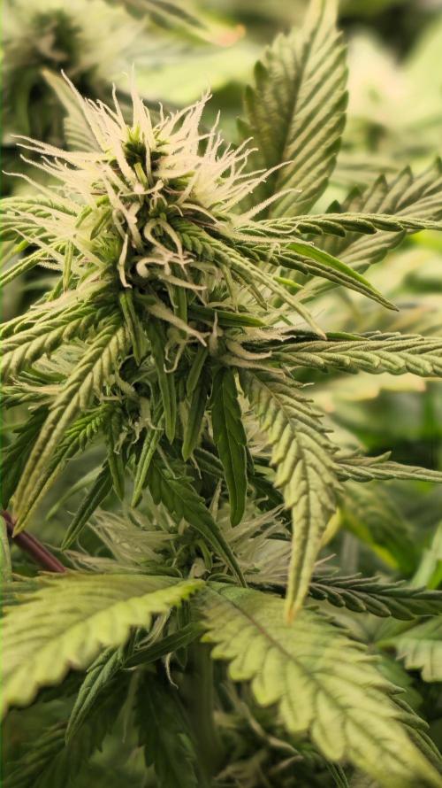 AutoflowerWorldCupBeingThereIsEverything. Week 8