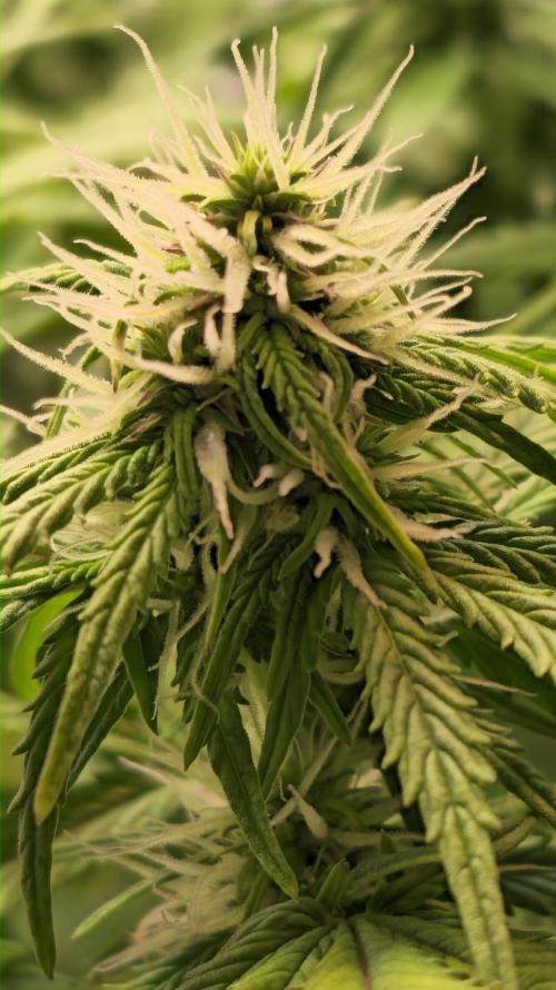 AutoflowerWorldCupBeingThereIsEverything. Week 8