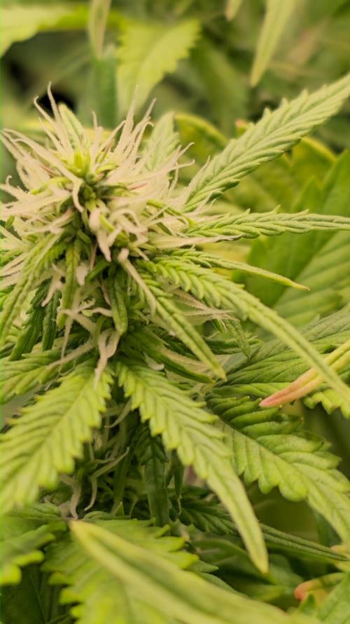 AutoflowerWorldCupBeingThereIsEverything. Week 8