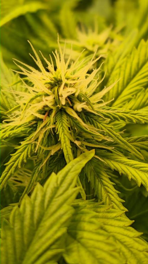 AutoflowerWorldCupBeingThereIsEverything. Week 8