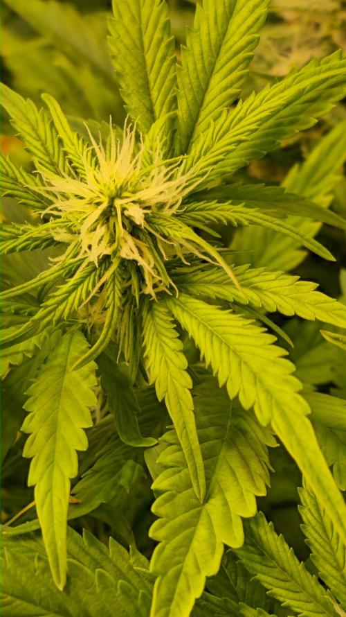 AutoflowerWorldCupBeingThereIsEverything. Week 8