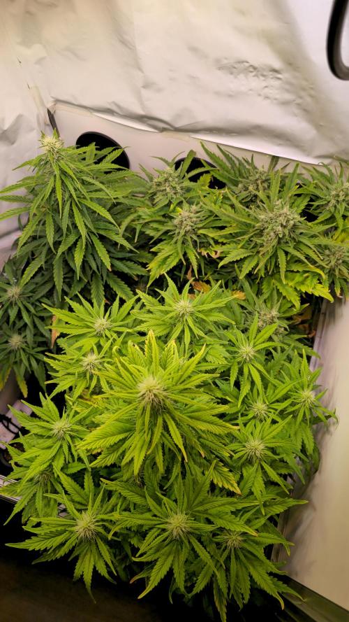 AutoflowerWorldCupBeingThereIsEverything. Week 8
