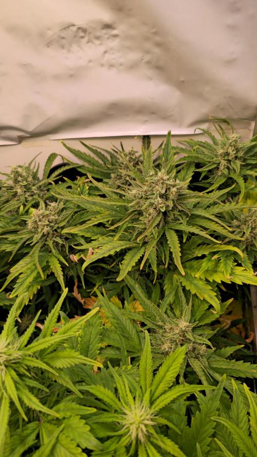 AutoflowerWorldCupBeingThereIsEverything. Week 8