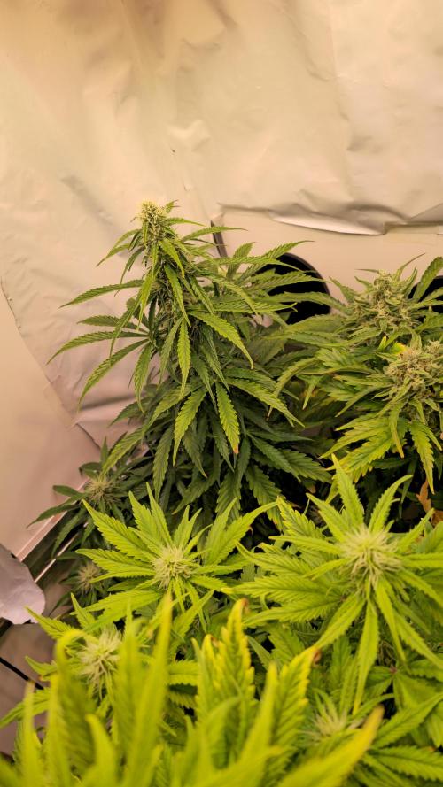 AutoflowerWorldCupBeingThereIsEverything. Week 8