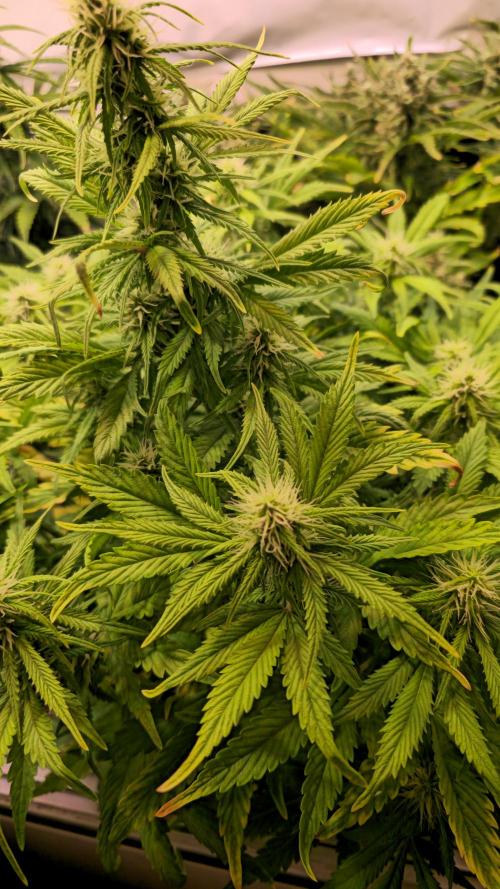 AutoflowerWorldCupBeingThereIsEverything. Week 8