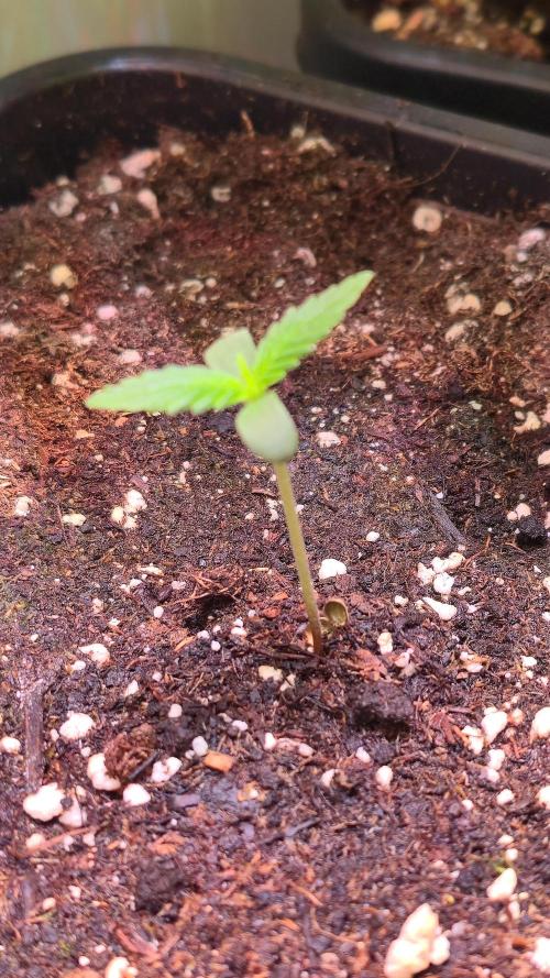 Violett Face Auto. Week 0