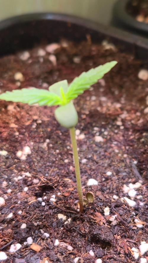 Violett Face Auto. Week 0