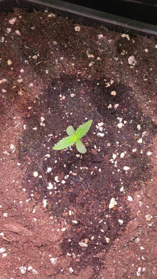 Violett Face Auto. Week 0