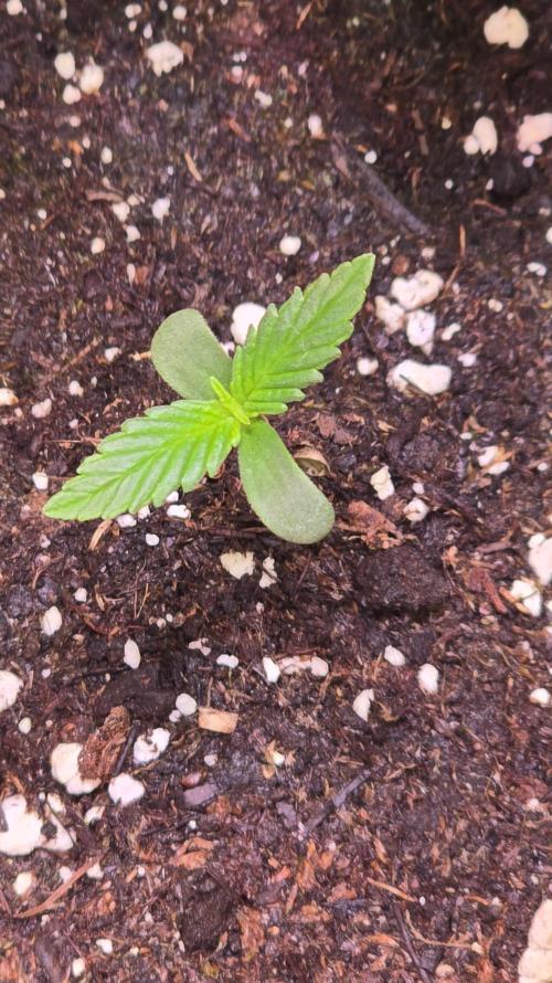 Violett Face Auto. Week 0
