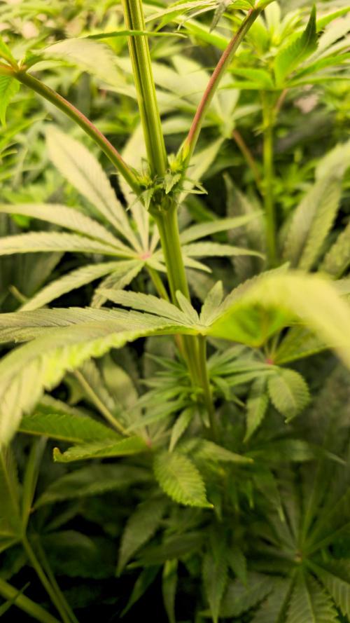 Zkittlez. Week 8