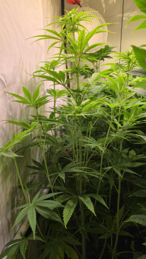 Cali Crasher. Week 8