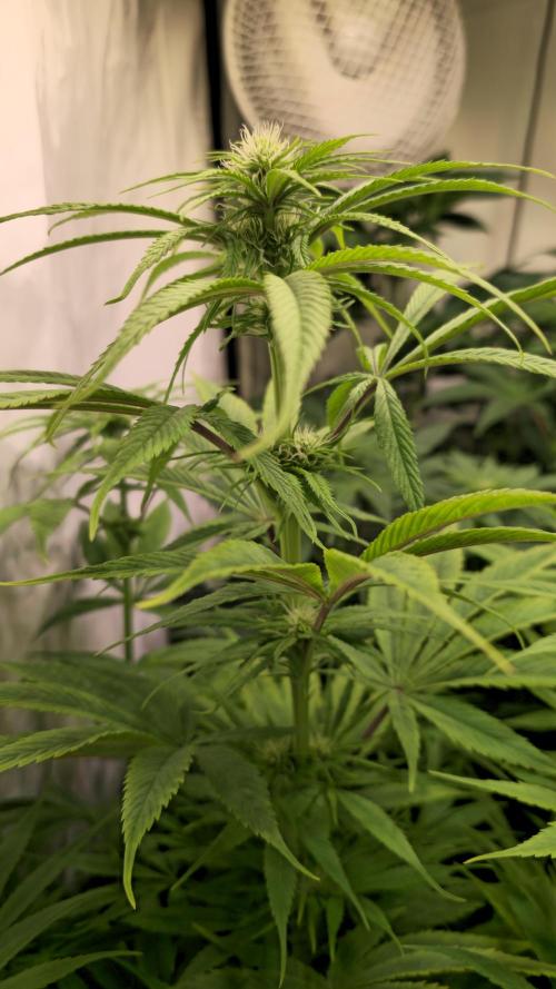 Cali Crasher. Week 8