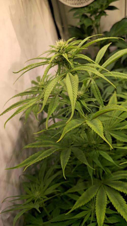 Cali Crasher. Week 8