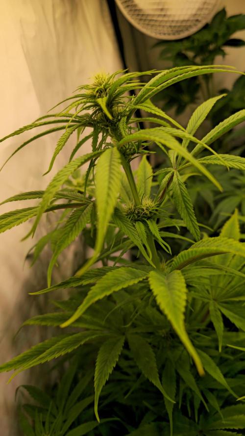 Cali Crasher. Week 8