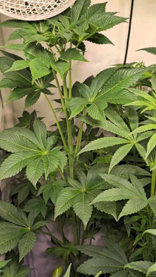 Fruit Cake. Week 8