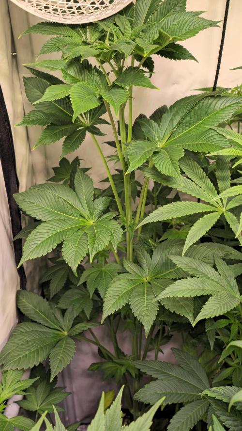 Fruit Cake. Week 8