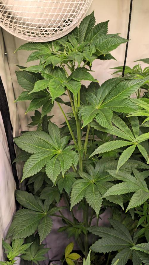 Fruit Cake. Week 8