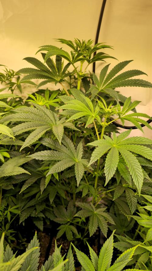 F.U.H. Week 8