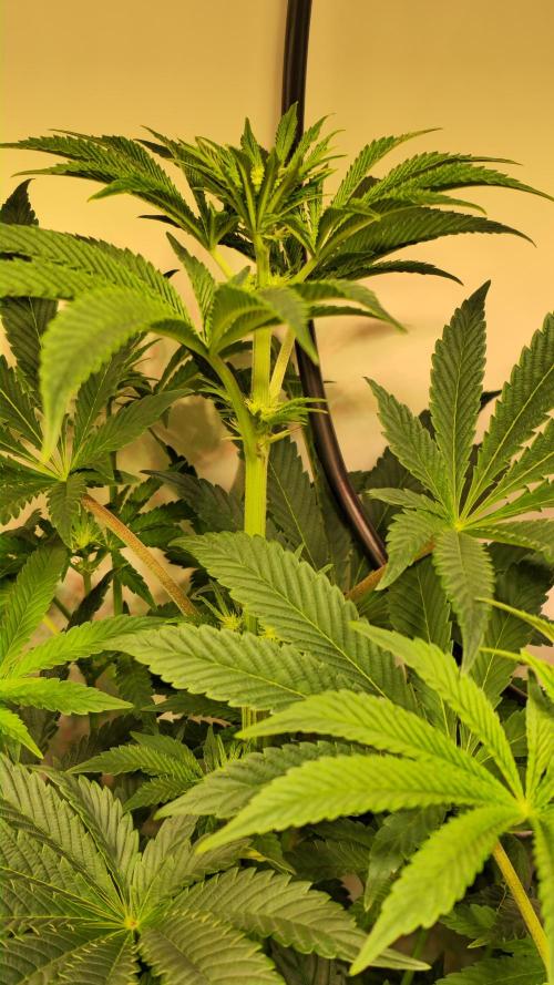 F.U.H. Week 8
