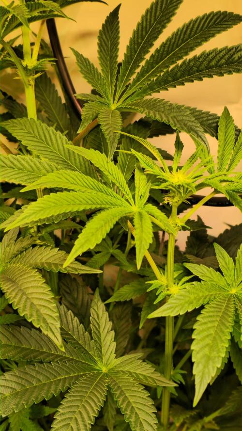 F.U.H. Week 8