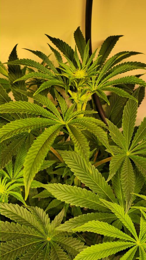 F.U.H. Week 8
