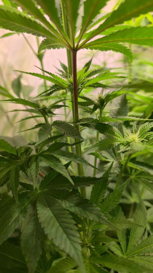 Fishy Zoap. Week 8