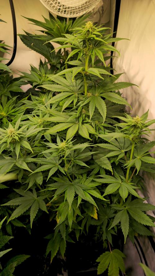 Strawberry Cola Sherbet. Week 8