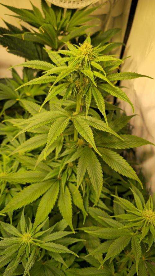 Strawberry Cola Sherbet. Week 8