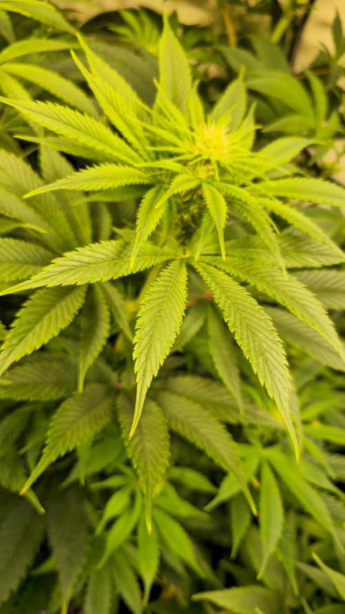 Lemon Mandarin #2. Week 8