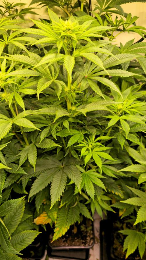 Lemon Mandarin #2. Week 8