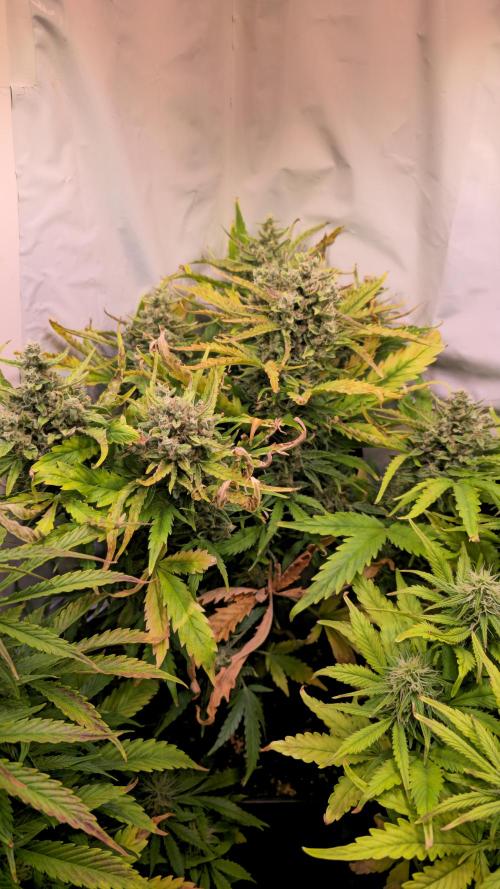 AutoflowerWorldCupBeingThereIsEverything. Week 9
