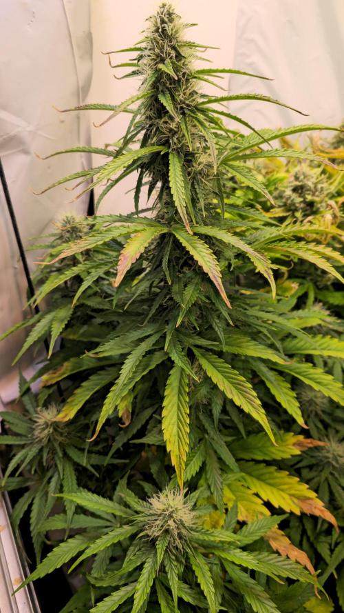 AutoflowerWorldCupBeingThereIsEverything. Week 9