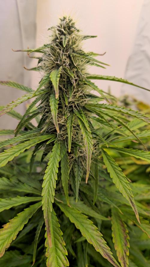 AutoflowerWorldCupBeingThereIsEverything. Week 9