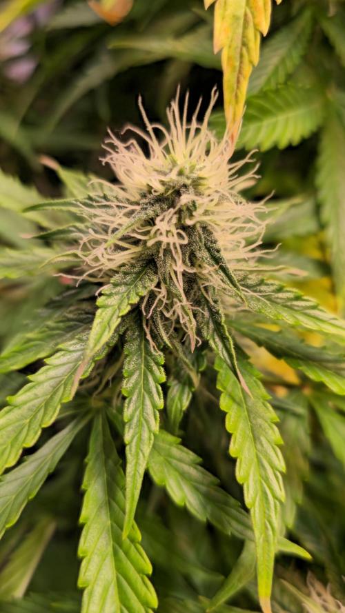 AutoflowerWorldCupBeingThereIsEverything. Week 9