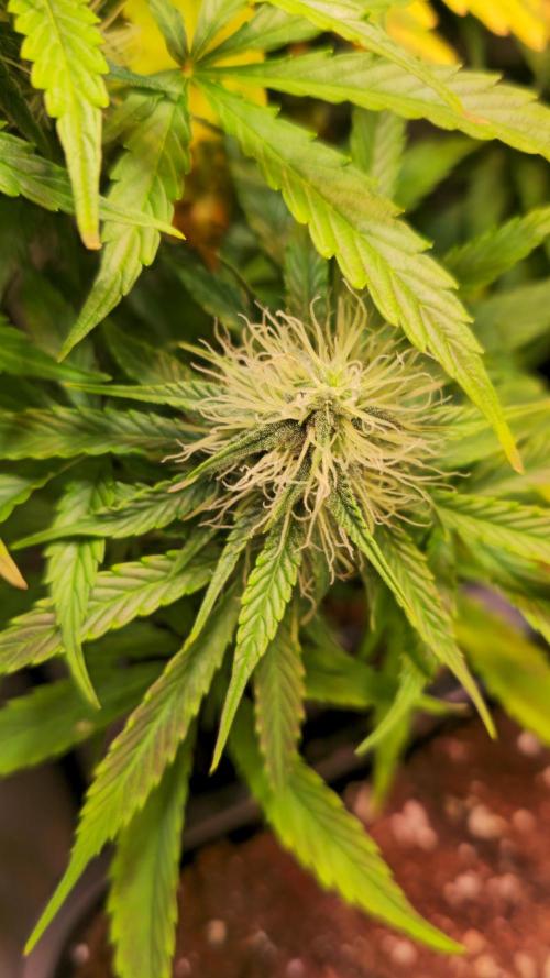 AutoflowerWorldCupBeingThereIsEverything. Week 9
