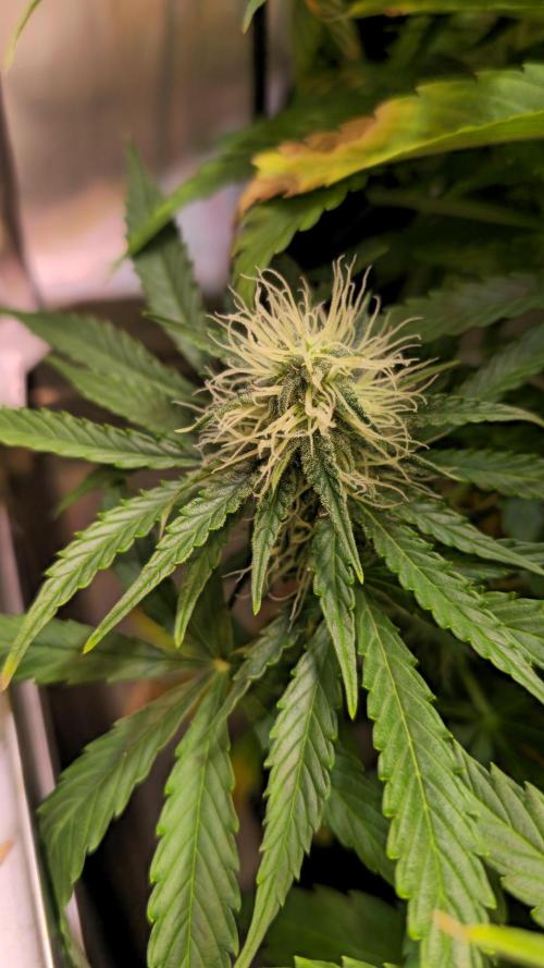 AutoflowerWorldCupBeingThereIsEverything. Week 9