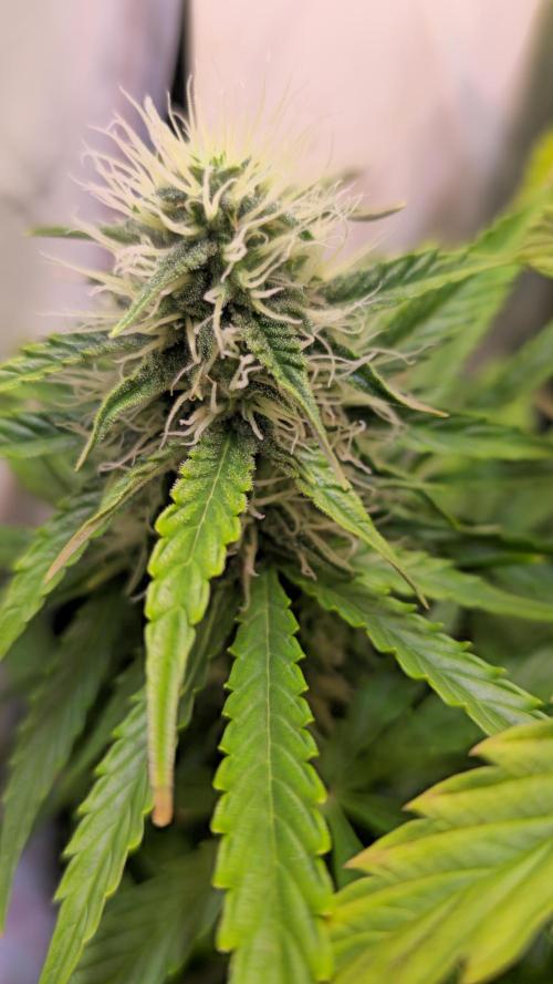 AutoflowerWorldCupBeingThereIsEverything. Week 9