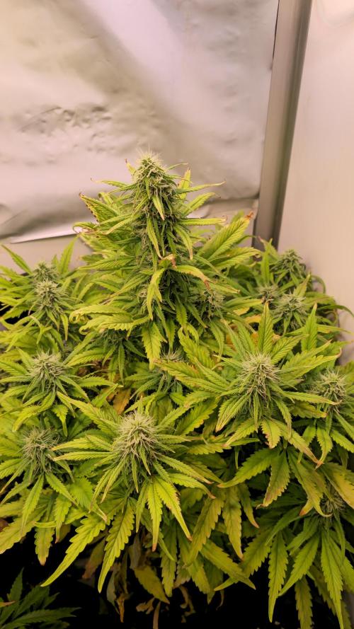 AutoflowerWorldCupBeingThereIsEverything. Week 9